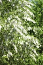 Poplar seed tufts Royalty Free Stock Photo