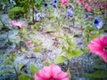 Poplar seed tufts covering the ground where pansy flowers grow Royalty Free Stock Photo