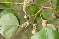 Poplar spiral gall aphid or Pemphigus spyrothecae on leaf petiole of poplar Royalty Free Stock Photo