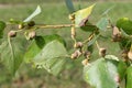 Poplar spiral gall aphid or Pemphigus spyrothecae on leaf petiole of poplar Royalty Free Stock Photo