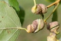 Poplar spiral gall aphid or Pemphigus spyrothecae on leaf petiole of poplar Royalty Free Stock Photo