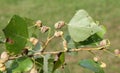 Poplar spiral gall aphid or Pemphigus spyrothecae on leaf petiole of poplar Royalty Free Stock Photo