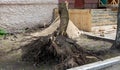 Poplar stump and tree trunk and roots on the ground, after removing the trees Royalty Free Stock Photo