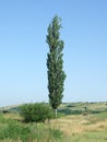 Poplar tree