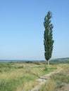 Poplar tree Royalty Free Stock Photo