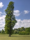 Poplar Tree Royalty Free Stock Photo