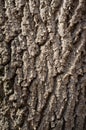 Poplar Tree Bark or Rhytidome Texture Detail