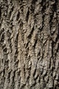 Poplar Tree Bark or Rhytidome Texture Detail Royalty Free Stock Photo