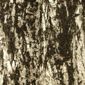 Poplar tree bark. The texture of the tree bark. Royalty Free Stock Photo