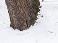 Poplar tree bark with wooden texture nature background with snow Royalty Free Stock Photo