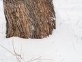 Poplar tree bark with wooden texture nature background with snow Royalty Free Stock Photo