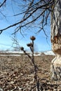 Poplar tree bitten by beavers, landscape with dry milk thistle growing through rotten leaves, white snow and bright blue sky Royalty Free Stock Photo