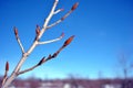 Poplar tree branches with new red buds, blue spring sky soft background Royalty Free Stock Photo