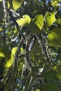 Poplar tree branches with seeds Royalty Free Stock Photo