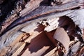 Poplar tree cracked trunk bark, horizontal background texture close up detail