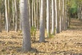 Poplar tree cultivation with trees and green grass