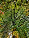 Poplar tree in an early autumn coloured leaves background image