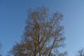 Poplar tree in early spring on the background of clear blue sky Royalty Free Stock Photo