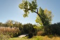 Poplar Tree with fall colors arching over a small wooden footbridge