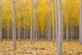 Poplar Tree Farm in Fall Season Royalty Free Stock Photo