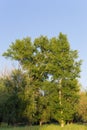 Poplar tree in the forest