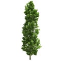 Poplar Tree Isolated