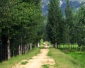 Poplar tree lined path Royalty Free Stock Photo