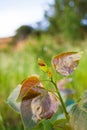 Poplar tree seedling with mating Soldier Beetles