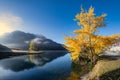 Poplar tree Tremolo on the lake of Sankt Moritz in Switzerland