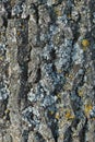 Poplar tree trunk bark with gray and yellow moss, vertical background Royalty Free Stock Photo