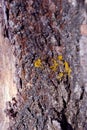 Poplar tree trunk bark with yellow moss, texture close up detail top view Royalty Free Stock Photo