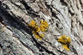 Poplar tree trunk bark with yellow moss, horizontal background texture close up Royalty Free Stock Photo