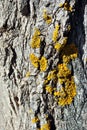 Poplar tree trunk bark with yellow moss, vertical background texture close up Royalty Free Stock Photo