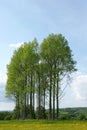 Poplar Trees