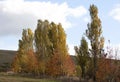 Poplar trees in autumn - RAW format