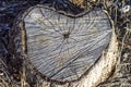 Poplar trees cut from the bottom, cut tree patterns