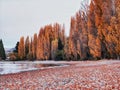 Poplar trees and fallen autumn leaves at the beach of lake Wanaka in New Zealand