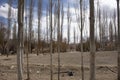 Poplar Trees forest and landscape of Leh Ladakh village at Himalayan valley while winter season in Jammu and Kashmir, India Royalty Free Stock Photo