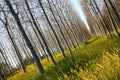 Poplar trees in Italy