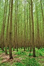 Poplar Trees near Boardman, Oregon