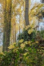 Caduceus tree leaves during autumn