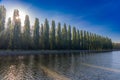 Poplar trees in Parc de Sceaux - Ile de France - Paris - France