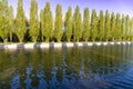 Poplar trees in Parc de Sceaux - Ile de France - Paris - France