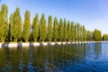 Poplar trees in Parc de Sceaux - Ile de France - Paris - France