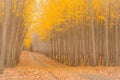 A road through a Magical Forest in Fall Royalty Free Stock Photo