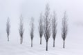 Poplar trees in soft,tranquil environment in winter time