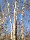 Poplar trees in sunny day. Tall leafless woods in early spring