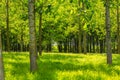 Poplar trees and white pollen in a forest in spring Royalty Free Stock Photo