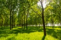 Poplar trees and white pollen in a forest in spring Royalty Free Stock Photo