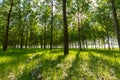 Poplar trees and white pollen in a forest in spring Royalty Free Stock Photo